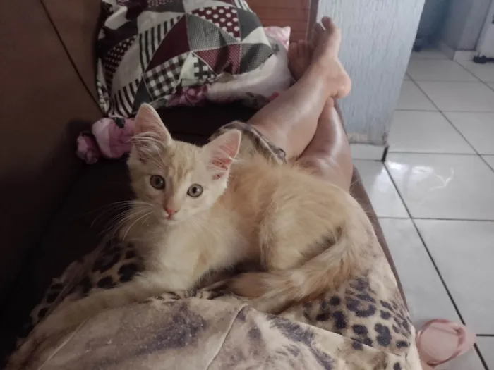 Gato raça SRD-ViraLata idade Abaixo de 2 meses nome Sem nome