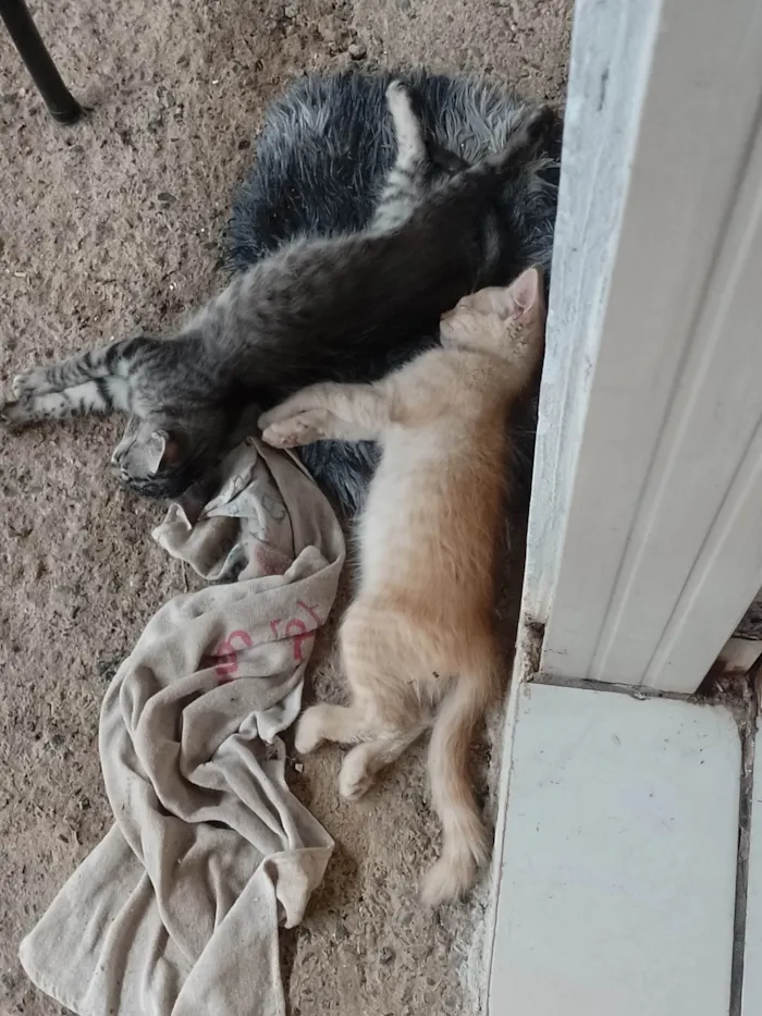 Gato ra a SRD-ViraLata idade Abaixo de 2 meses nome Sem nome 