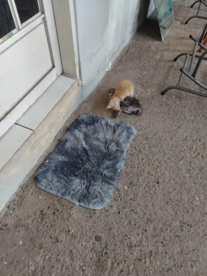 Gato ra a SRD-ViraLata idade Abaixo de 2 meses nome Sem nome 