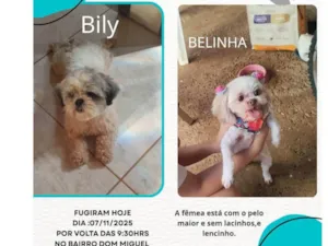 Cachorro raça Shitzu idade 2 anos nome Billy 