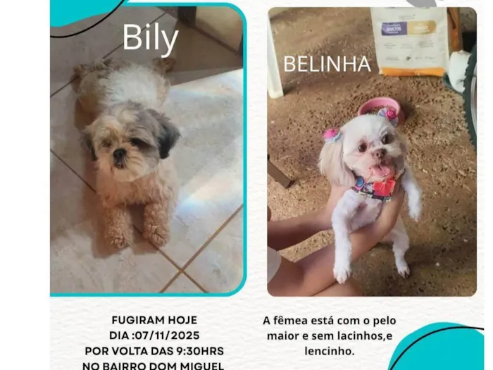 Cachorro ra a Shitzu idade 2 anos nome Billy 