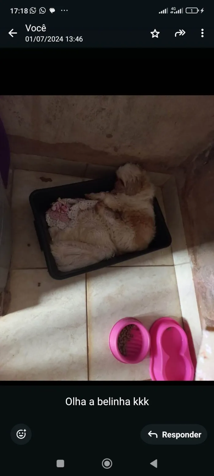 Cachorro ra a Shitzu idade 3 anos nome Belinha 
