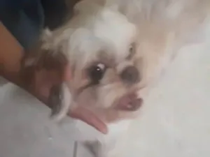 Cachorro raça Shitzu idade 3 anos nome Belinha 