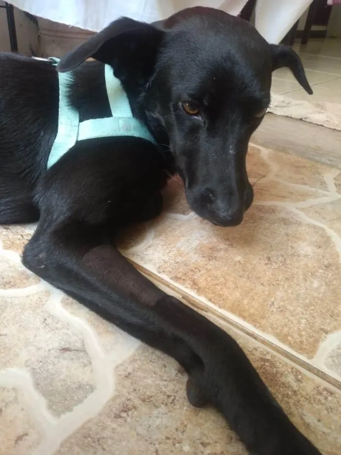 Cachorro ra a SRD-ViraLata idade 1 ano nome Negão