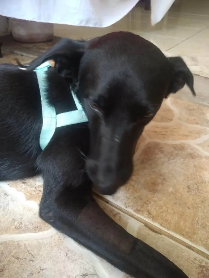 Cachorro ra a SRD-ViraLata idade 1 ano nome Negão