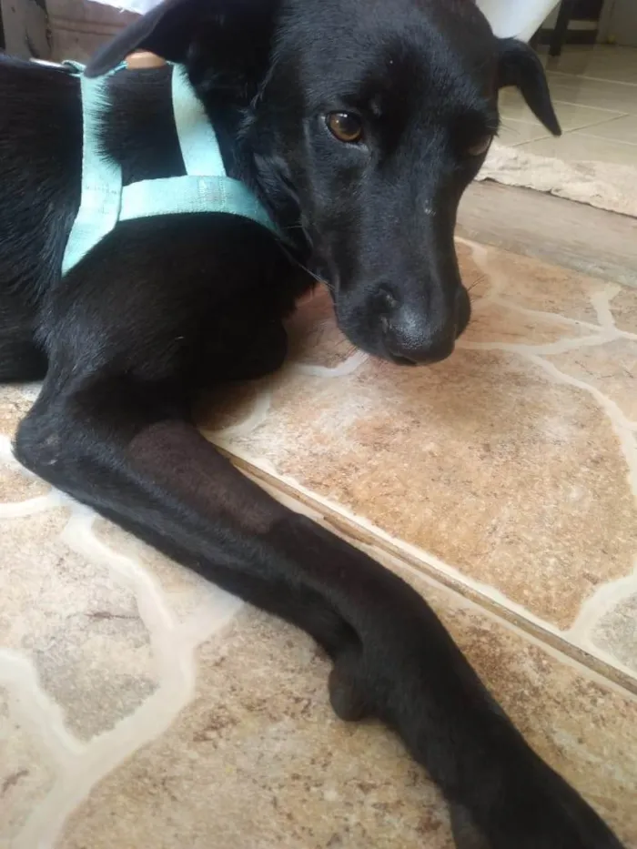 Cachorro ra a SRD-ViraLata idade 1 ano nome Negão