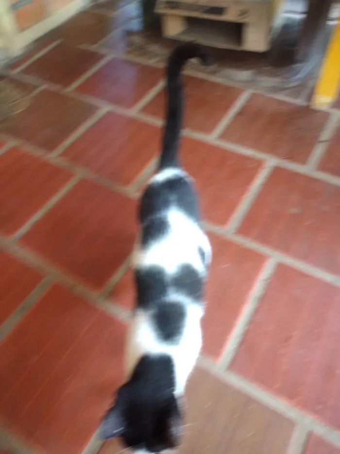 Gato ra a SRD-ViraLata idade 2 anos nome Boneca