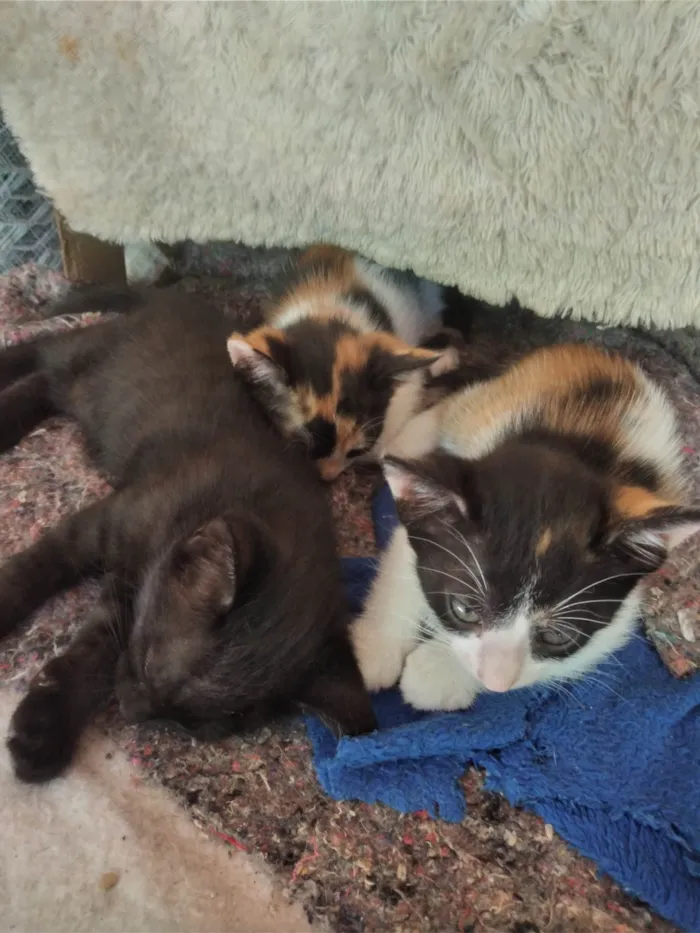 Gato ra a SRD-ViraLata idade 2 a 6 meses nome Sapeca,princesa,Sofia,Daiana,xuxa,fofinha,chorão,zangado ,dorminhoco