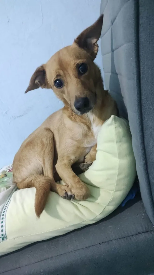 Cachorro ra a SRD-ViraLata idade 3 anos nome Caramelo 