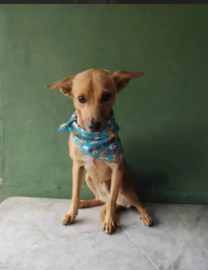 Cachorro ra a SRD-ViraLata idade 3 anos nome Caramelo 