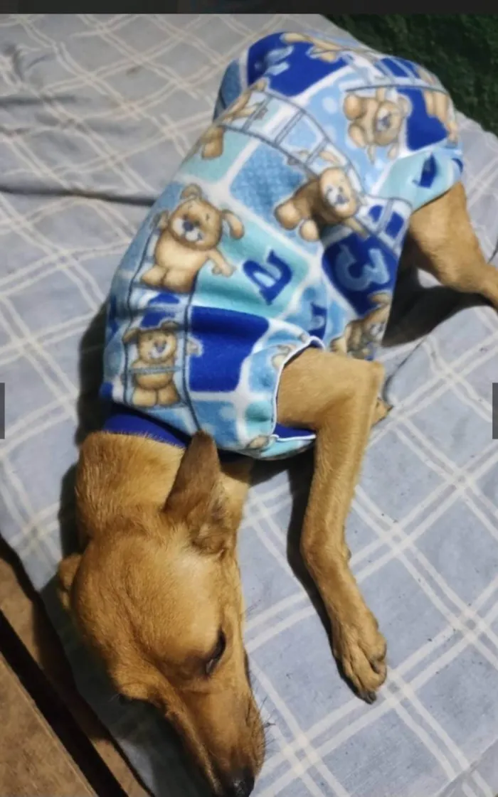 Cachorro ra a SRD-ViraLata idade 3 anos nome Caramelo 