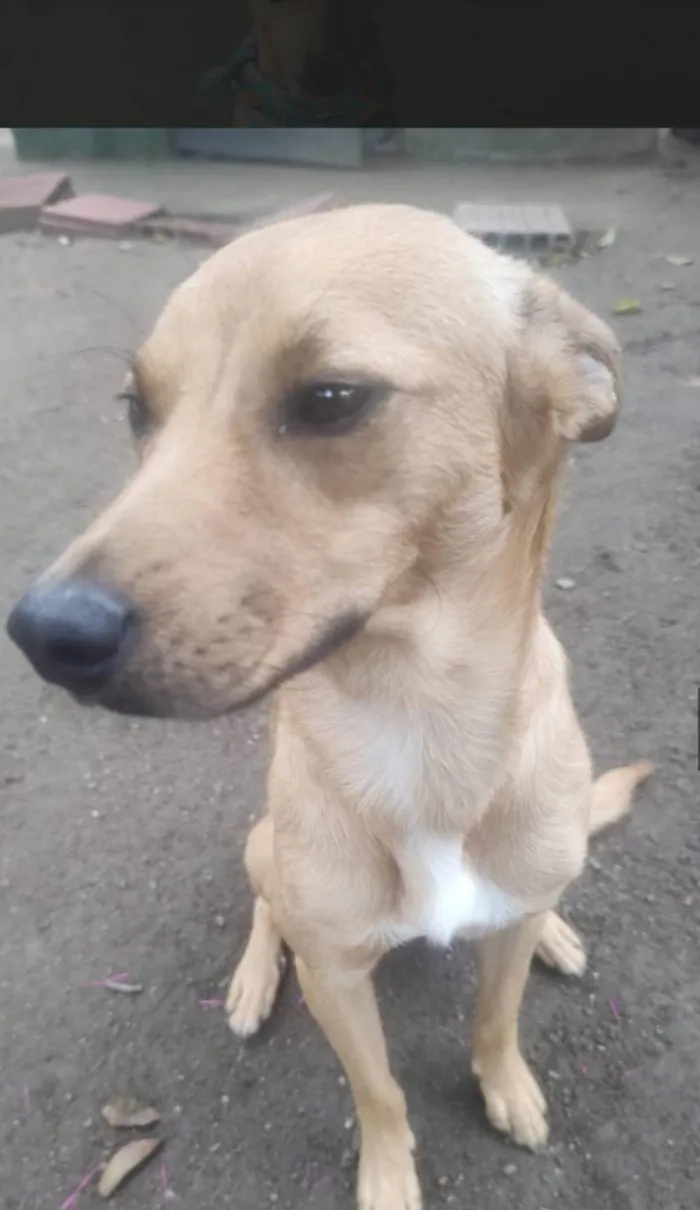Cachorro ra a SRD-ViraLata idade 3 anos nome Caramelo 