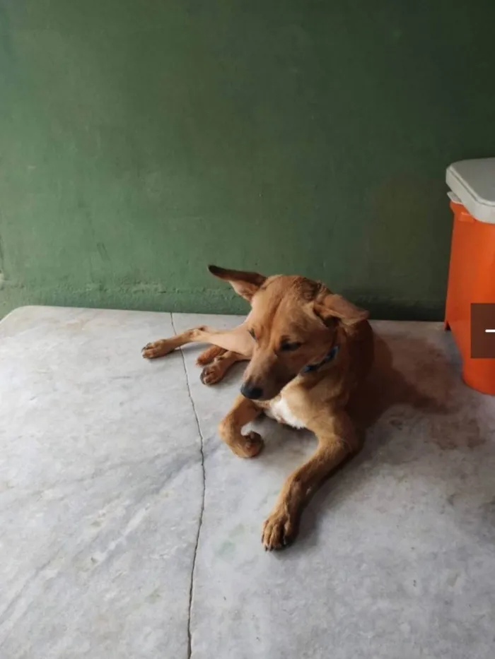 Cachorro ra a SRD-ViraLata idade 3 anos nome Caramelo 