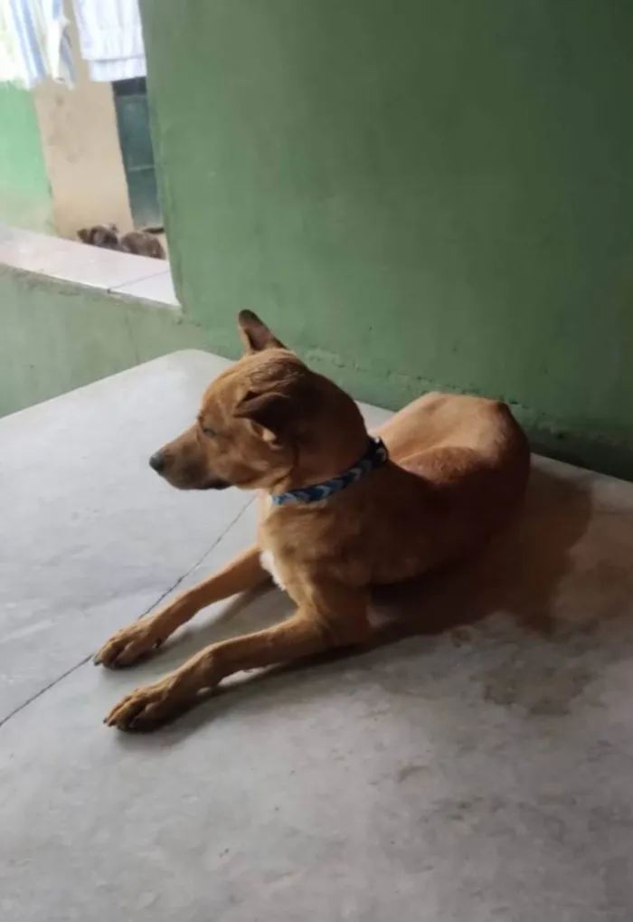 Cachorro ra a SRD-ViraLata idade 3 anos nome Caramelo 