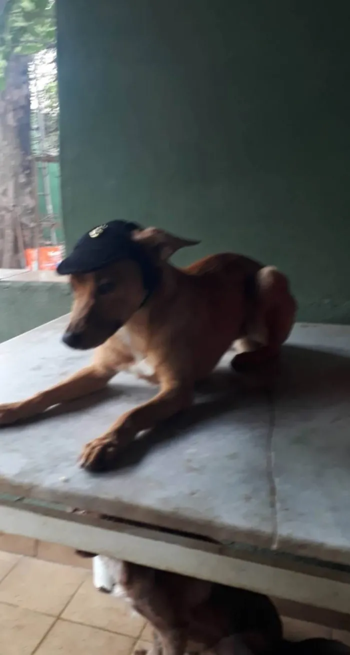 Cachorro ra a SRD-ViraLata idade 3 anos nome Caramelo 
