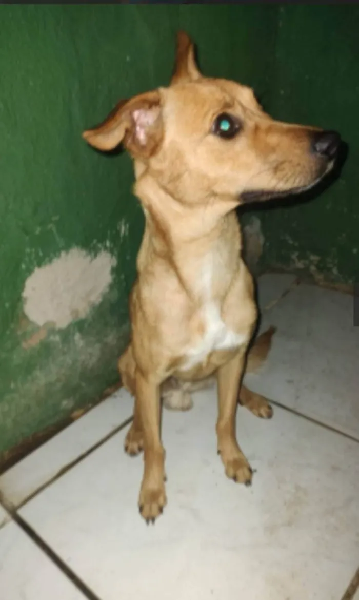 Cachorro ra a SRD-ViraLata idade 3 anos nome Caramelo 