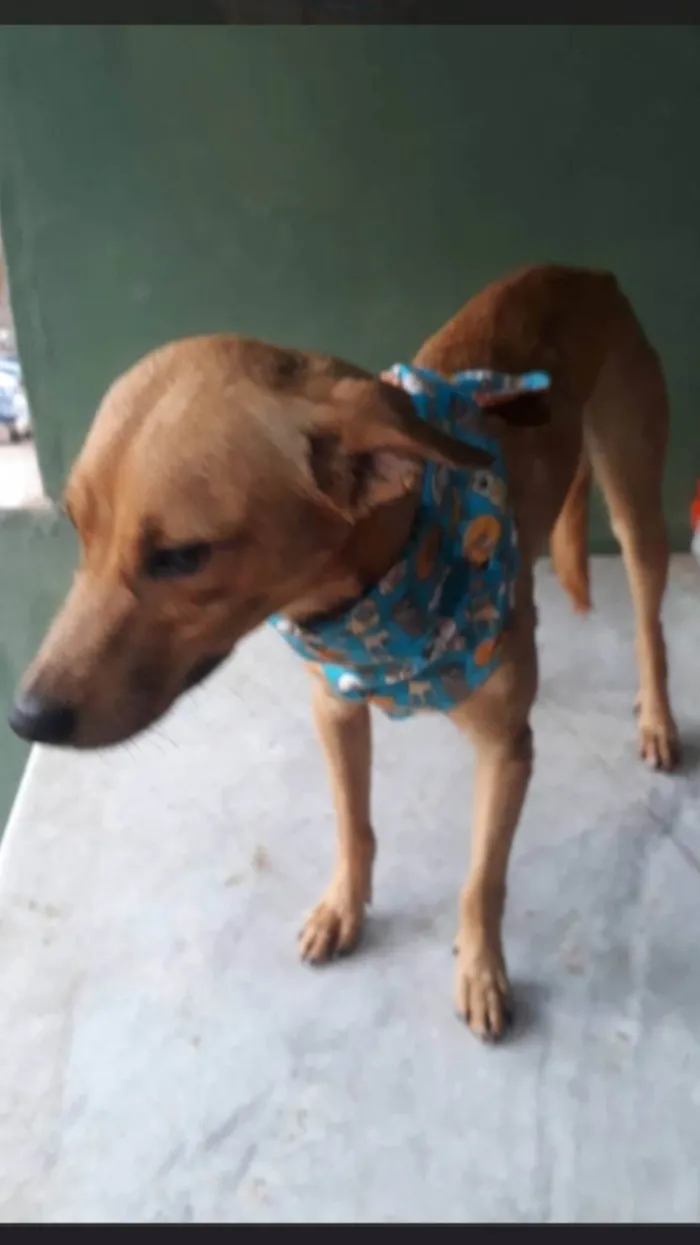 Cachorro ra a SRD-ViraLata idade 3 anos nome Caramelo 
