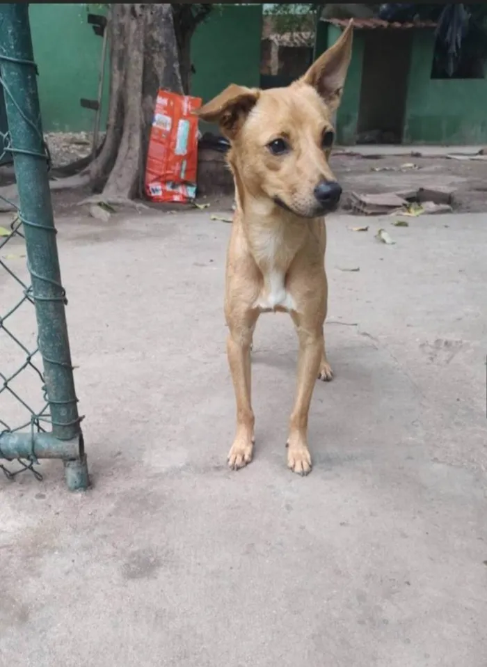 Cachorro ra a SRD-ViraLata idade 3 anos nome Caramelo 