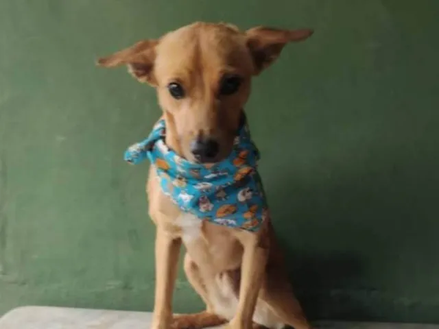 Cachorro ra a SRD-ViraLata idade 3 anos nome Caramelo 