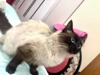 Gato ra a Siamês idade 1 ano nome Nina