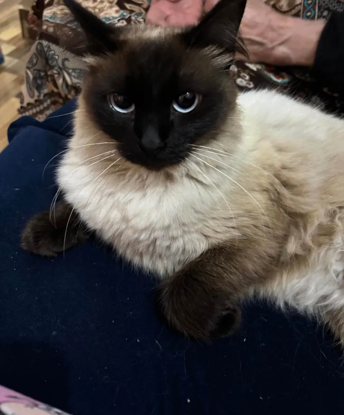 Gato ra a Siamês idade 1 ano nome Nina