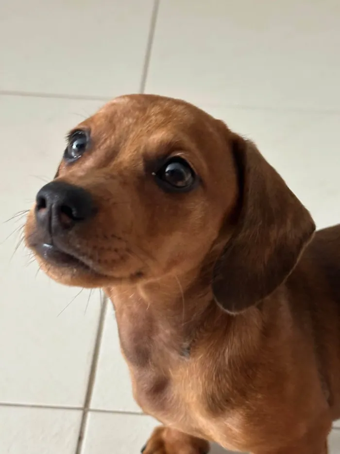 Cachorro ra a Basset-Cofap idade 2 a 6 meses nome Bailly 