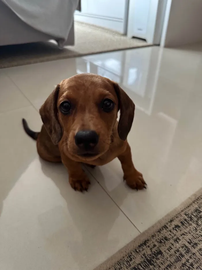 Cachorro ra a Basset-Cofap idade 2 a 6 meses nome Bailly 
