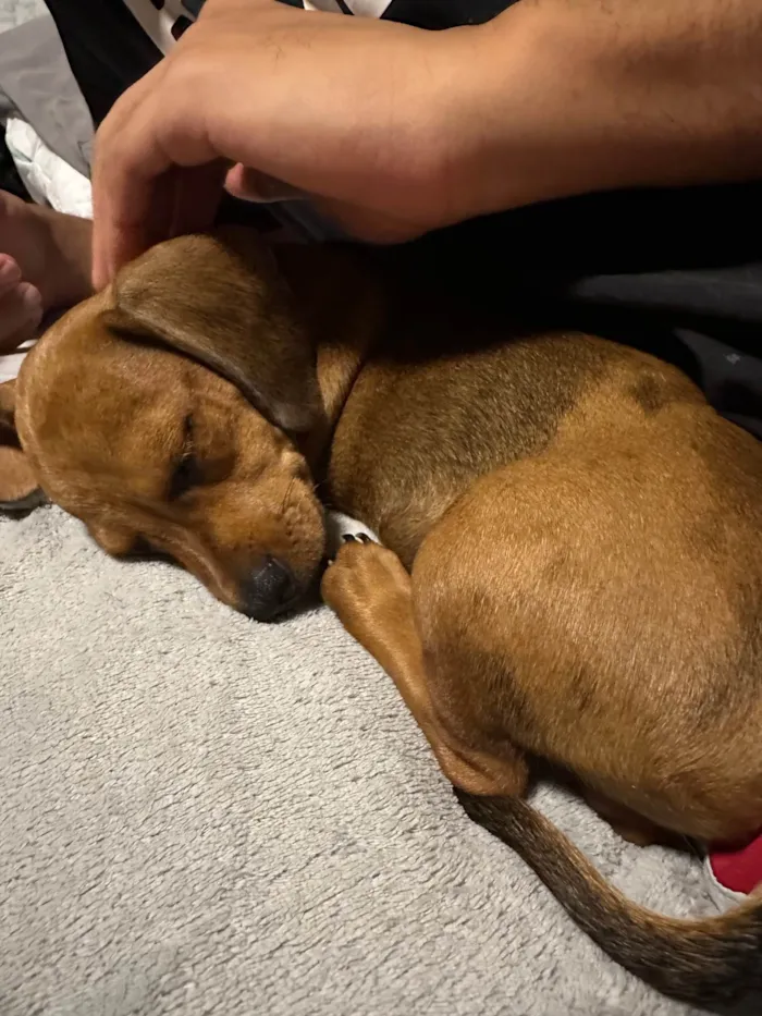 Cachorro ra a Basset-Cofap idade 2 a 6 meses nome Bailly 