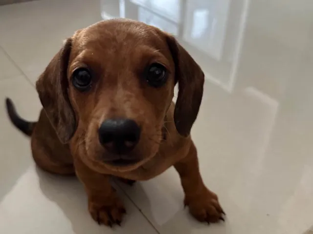 Cachorro raça Basset-Cofap idade 2 a 6 meses nome Bailly 