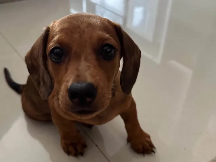 Cachorro ra a Basset-Cofap idade 2 a 6 meses nome Bailly 