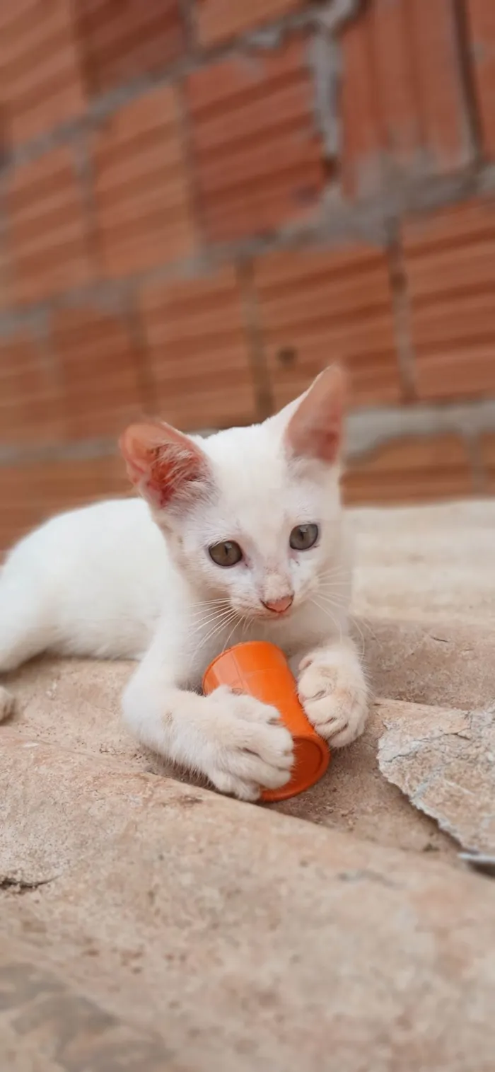 Gato ra a SRD-ViraLata idade 2 a 6 meses nome Nina
