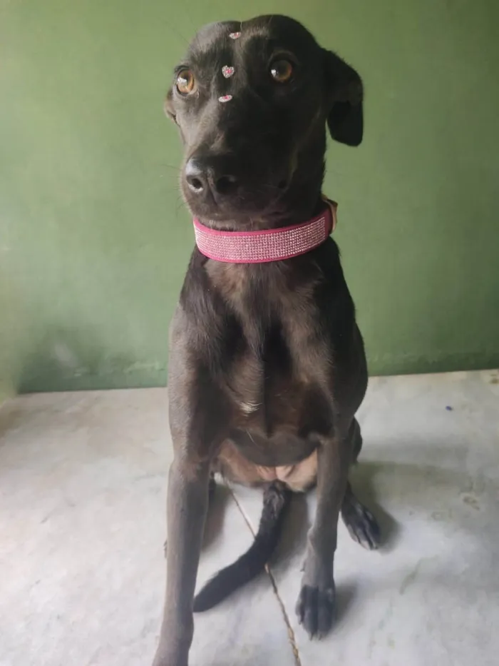 Cachorro ra a SRD-ViraLata idade 3 anos nome Zara