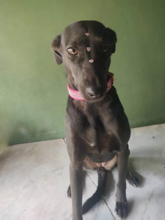 Cachorro ra a SRD-ViraLata idade 3 anos nome Zara