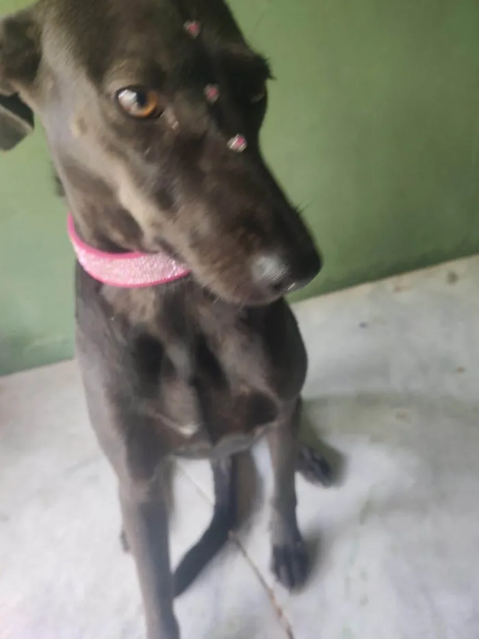 Cachorro ra a SRD-ViraLata idade 3 anos nome Zara