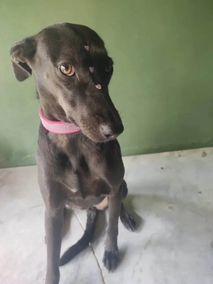 Cachorro ra a SRD-ViraLata idade 3 anos nome Zara