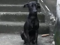 Cachorro raça SRD-ViraLata idade 3 anos nome Zara