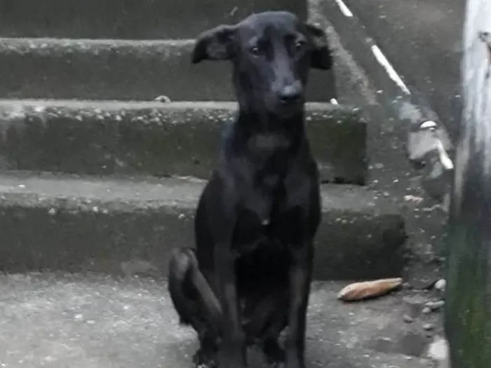 Cachorro ra a SRD-ViraLata idade 3 anos nome Zara
