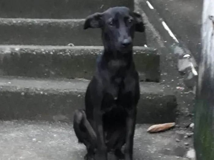 Cachorro ra a SRD-ViraLata idade 3 anos nome Zara