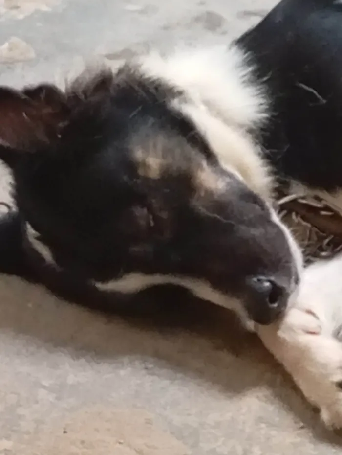 Cachorro ra a SRD-ViraLata idade 2 anos nome Não sei achei ele