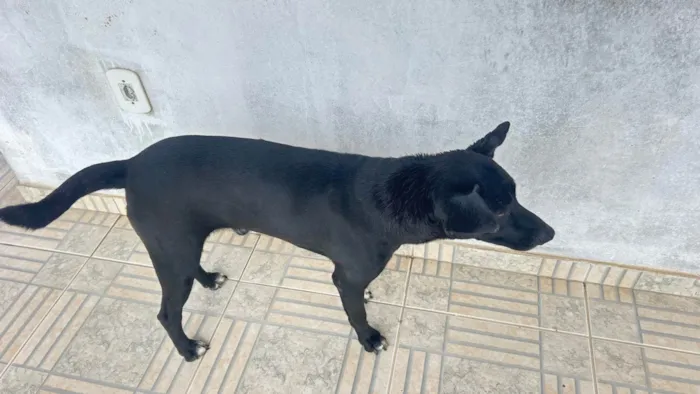 Cachorro ra a SRD-ViraLata idade 4 anos nome Chico