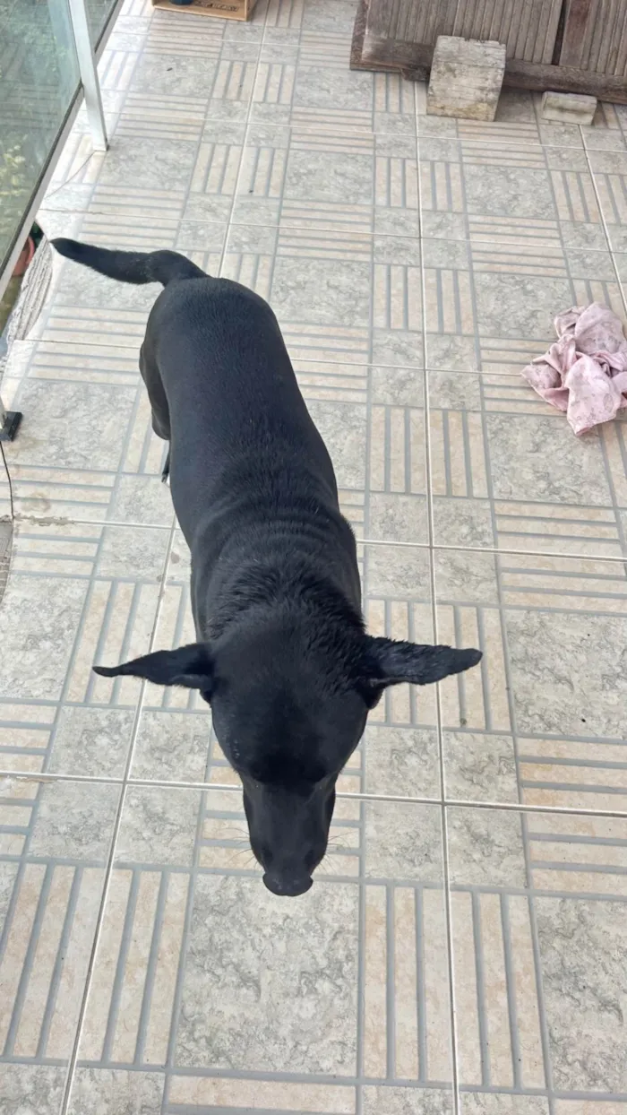 Cachorro ra a SRD-ViraLata idade 4 anos nome Chico