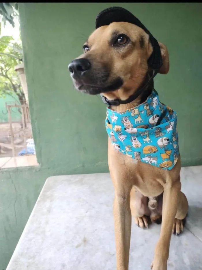 Cachorro ra a SRD-ViraLata idade 3 anos nome Bart