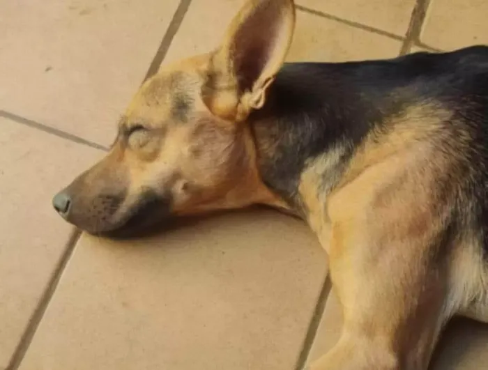 Cachorro ra a SRD-ViraLata idade 3 anos nome Bart