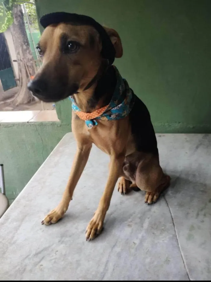 Cachorro ra a SRD-ViraLata idade 3 anos nome Bart
