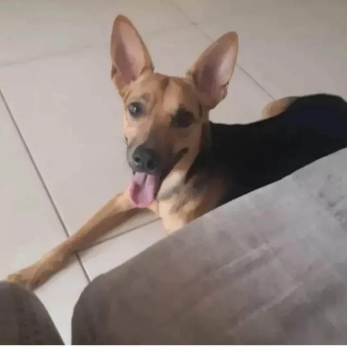 Cachorro ra a SRD-ViraLata idade 3 anos nome Bart