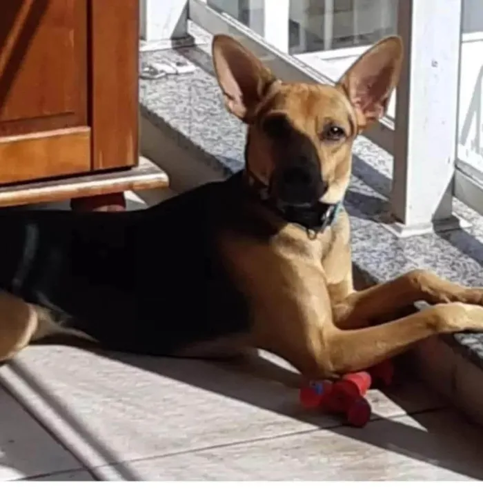 Cachorro ra a SRD-ViraLata idade 3 anos nome Bart