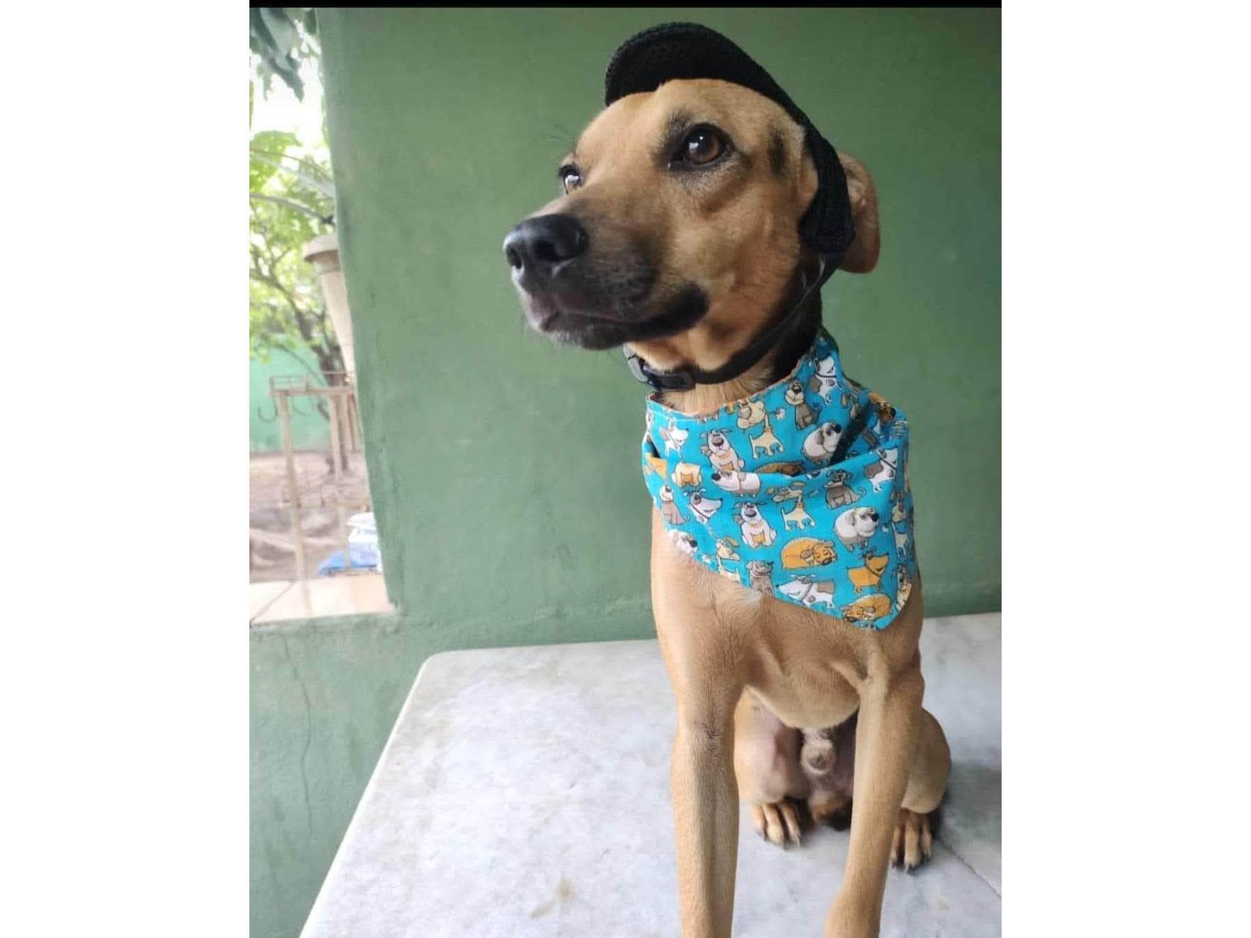 Cachorro raça SRD-ViraLata idade 3 anos nome Bart