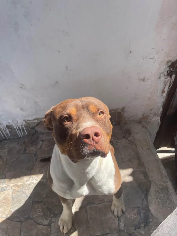 Cachorro ra a Pit-Bull idade 2 anos nome Apollo