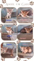 Gato ra a SRD-ViraLata idade Abaixo de 2 meses nome Gatinhos fofos