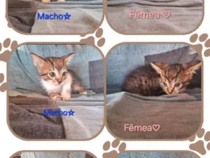 Gato ra a SRD-ViraLata idade Abaixo de 2 meses nome Gatinhos fofos